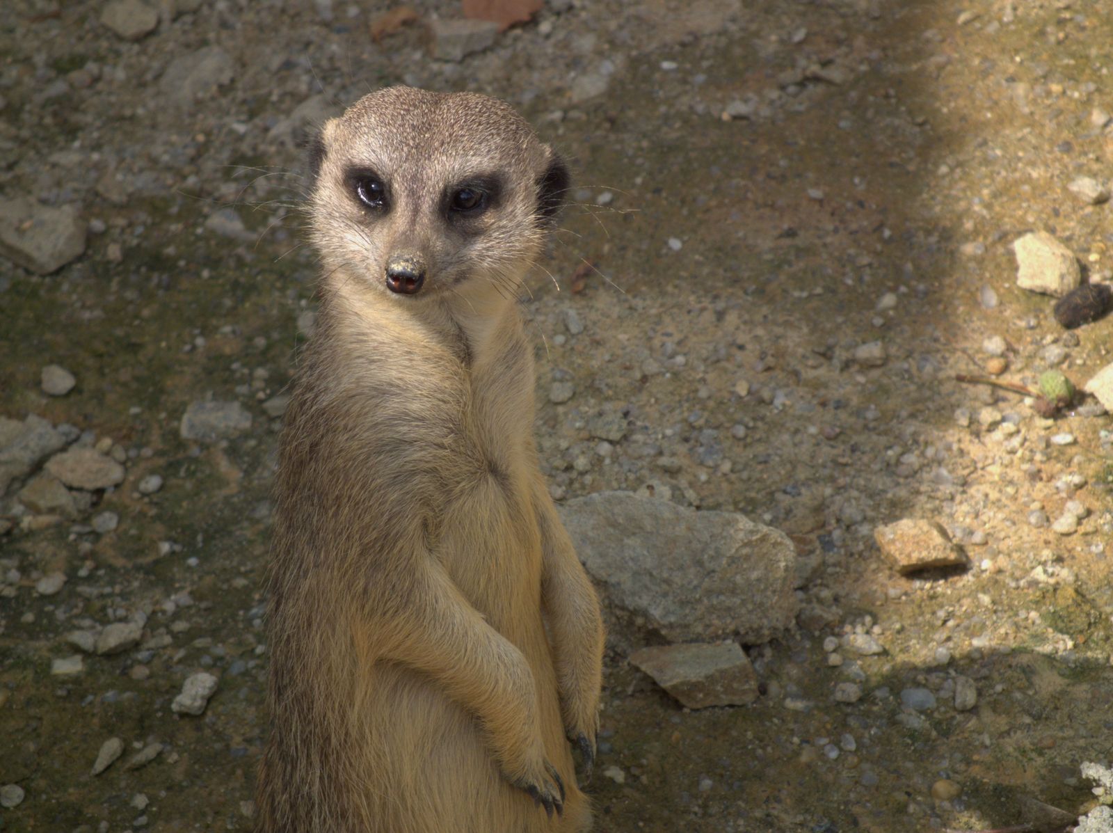 Zato surikaty byly zvědavé, kdože to ruší jejich odpolední siestu