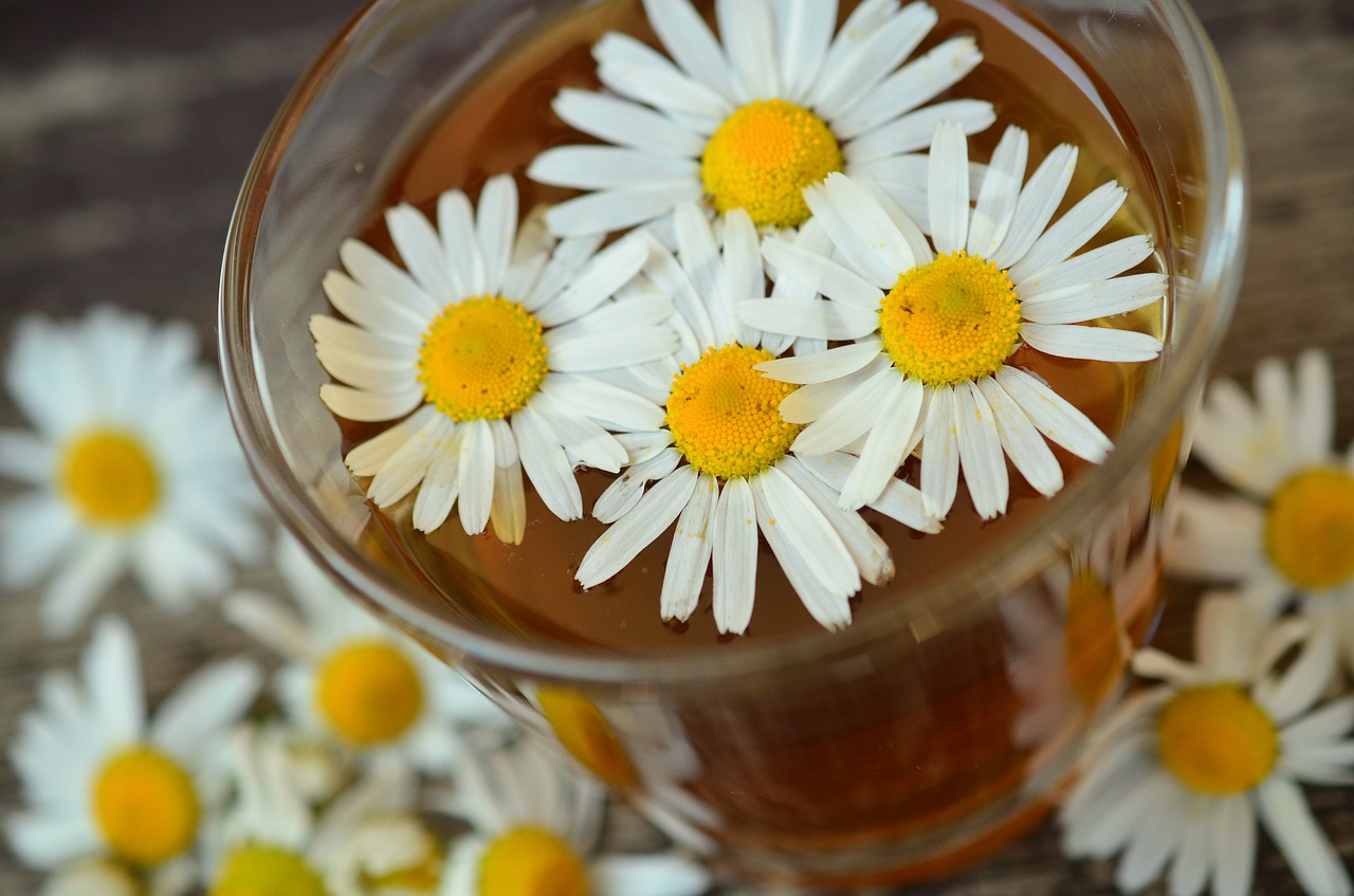 Heřmánek heřmánkový čaj květ bylina zdraví