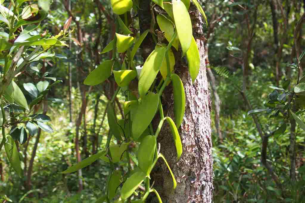 Vanilka pěstovaná v lesním prostředí