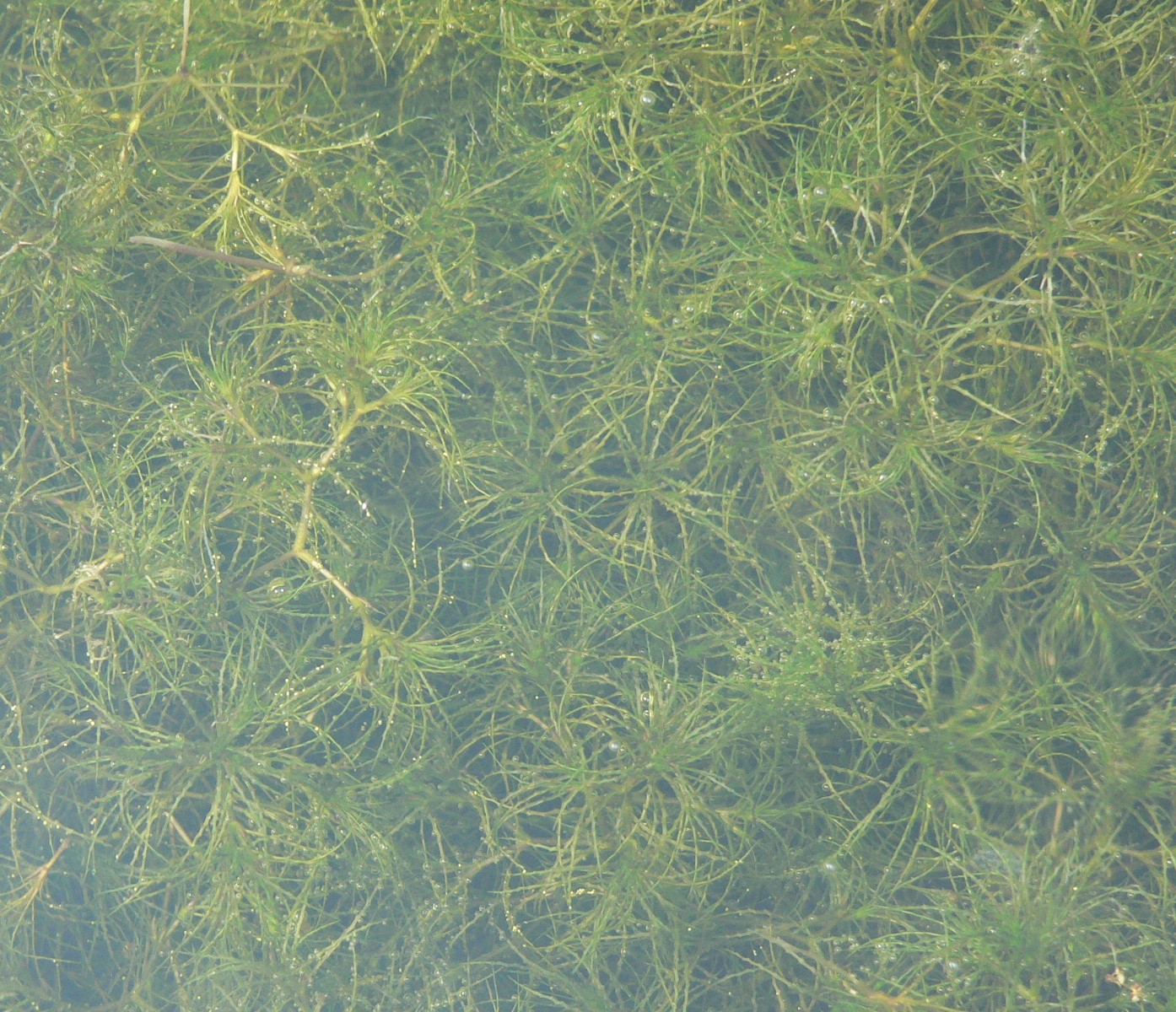 Řečanečka menší (Najas minor) v areálu sádek v Hluboké nad Vltavou. V jižních Čechách je tato teplomilná ponořená rostlina nepůvodní a sádky byly její první jihočeskou lokalitou. Do letoška se objevila také na šesti menších rybnících na Budějovicku