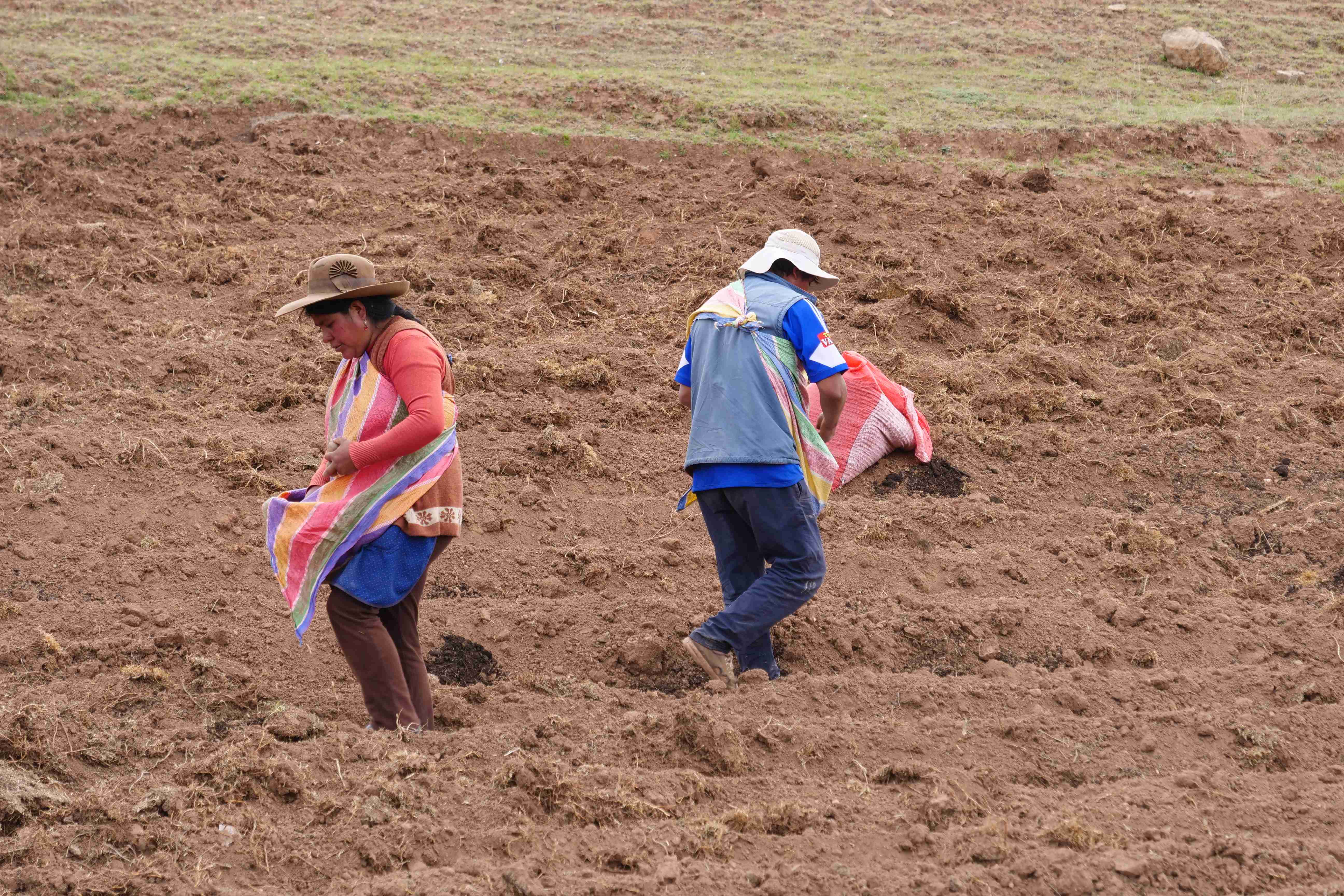 Oblast okolo peruánského města Cuzco je považována za typicky bramborářskou. Pavel Chlouba se tu vydal za poznáním na nefalšovaný venkov