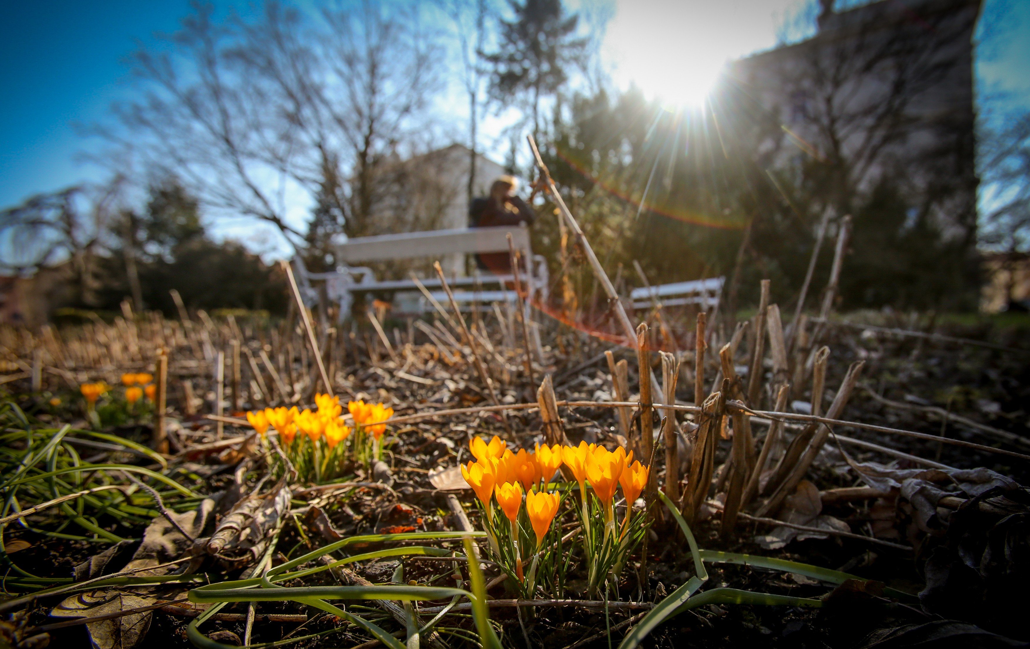 Krokusy v Botanické zahradě Tábor, jaro, květiny, slunce, počasí