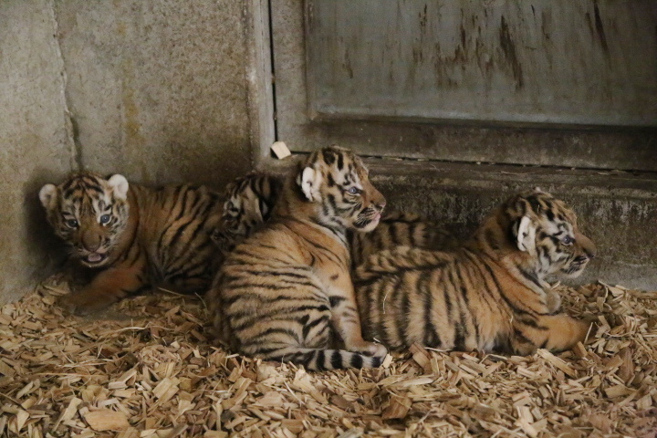 V Zoo Hluboká se poprvé podařilo odchovat mláďata tygra usurijského. Na svět tu přišla čtyři tygřata