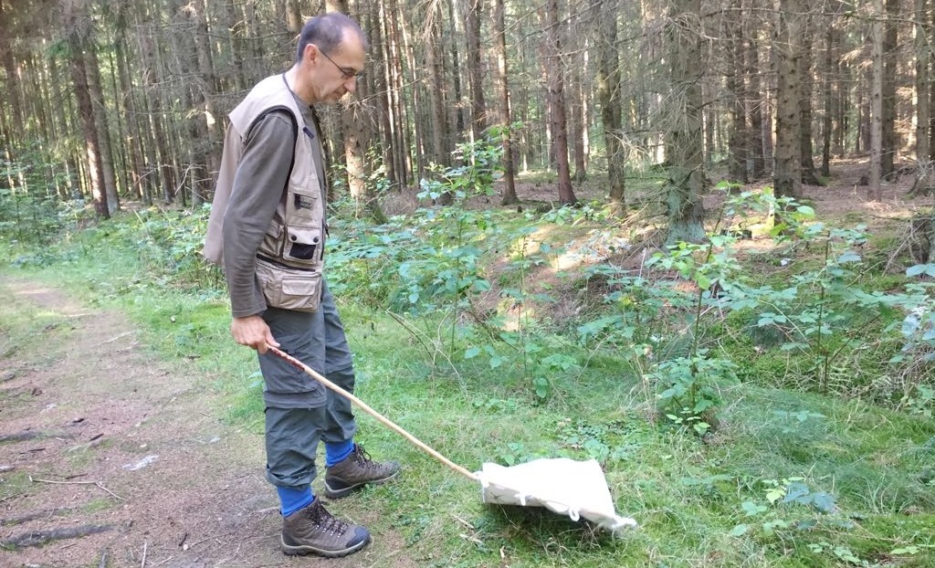Odchyt klíšťat pro vědecké účely v lese u Českých Budějovic