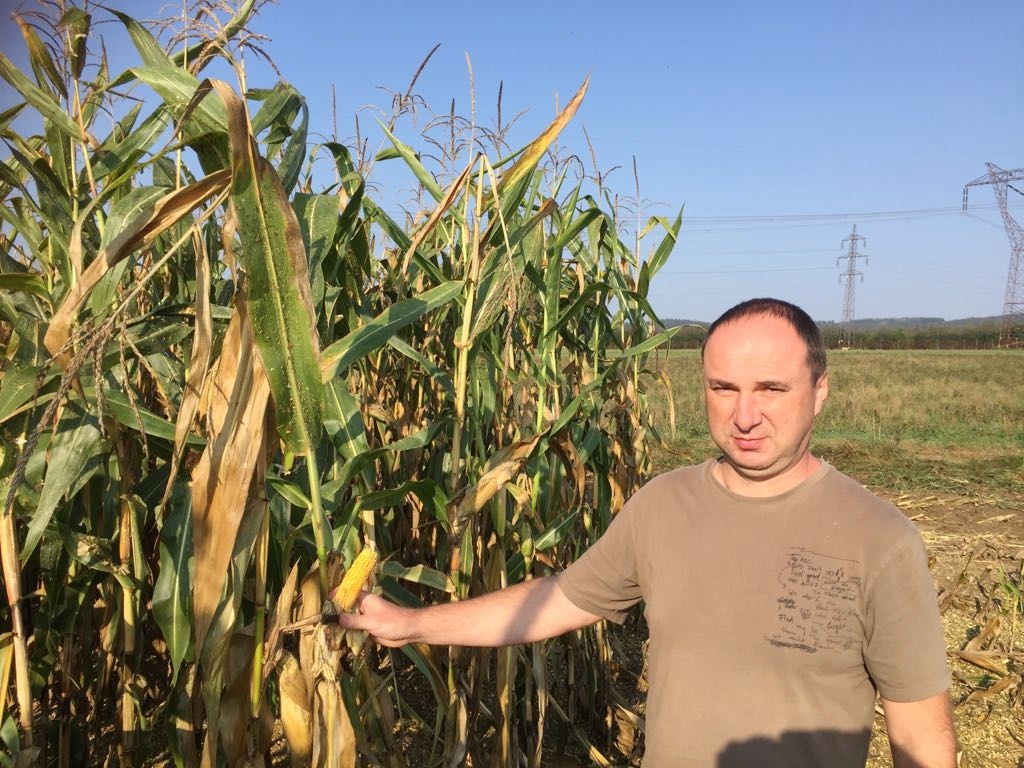 Sklizeň kukuřice v Rábíně na Prachaticku