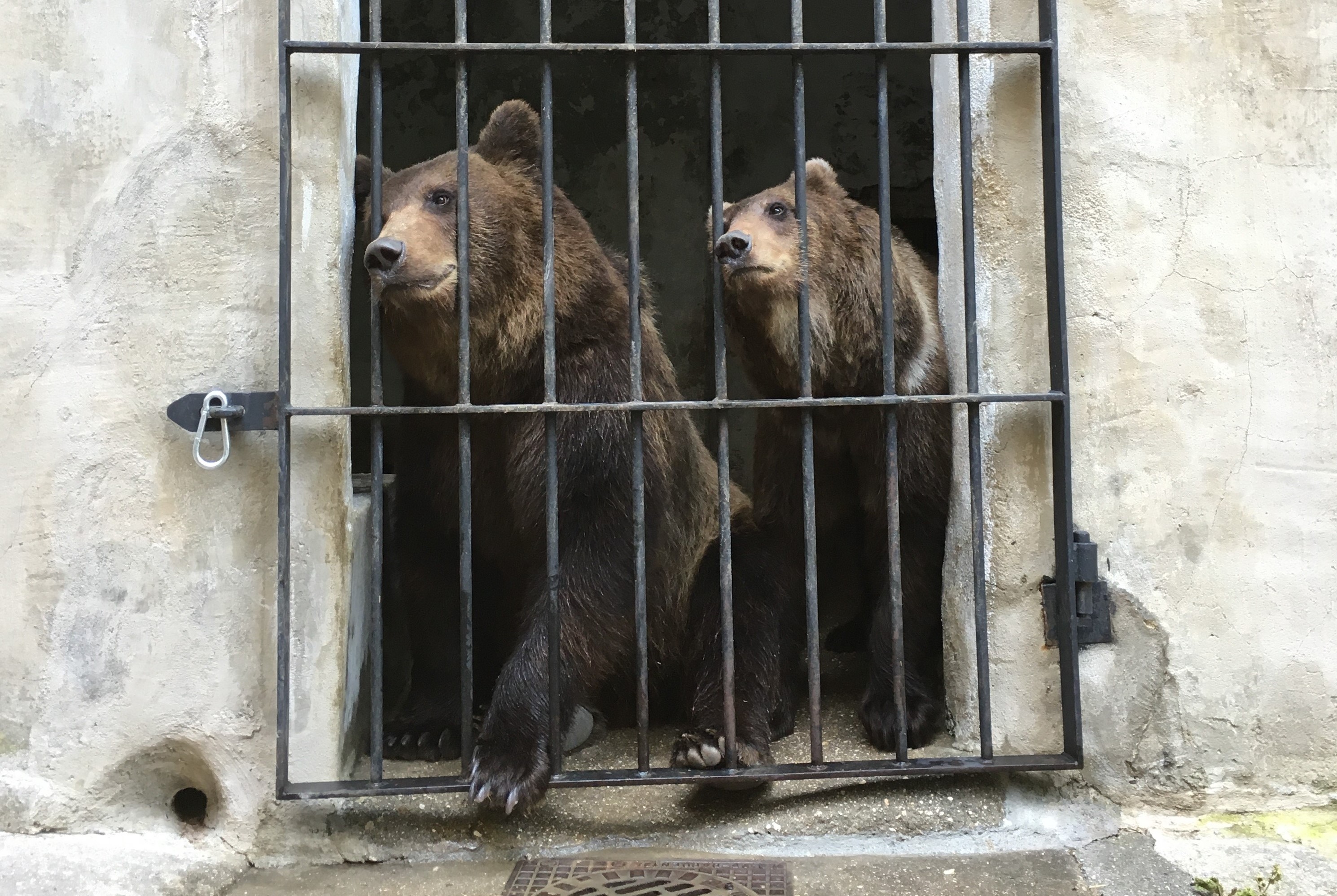 Arno a Máša, dva noví medvědí sourozenci na zámku v Českém Krumlově