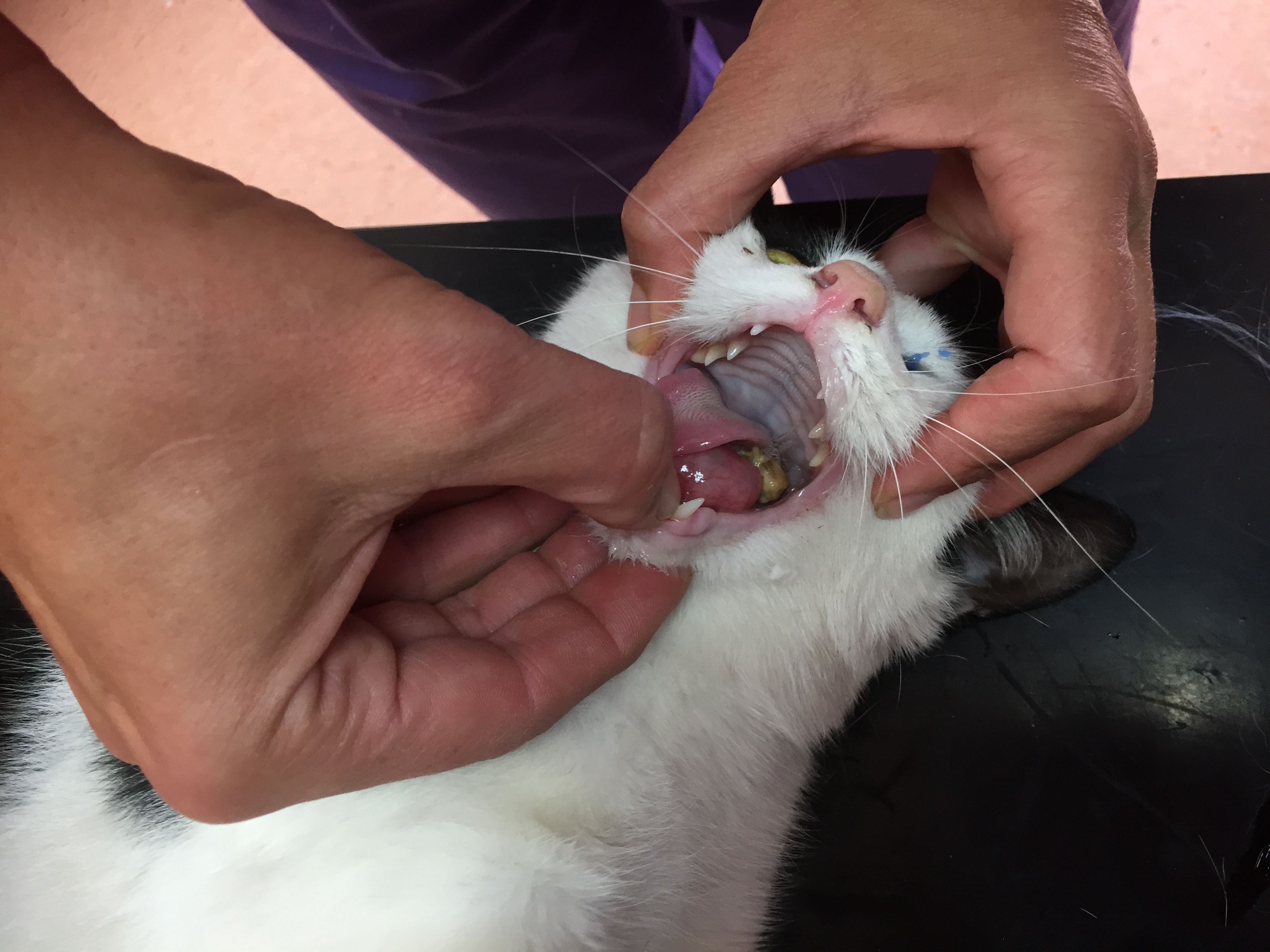 Veterinářka Lucie Míková prohlíží útvar, který má kočka pod jazykem