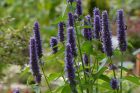 Agastache anýzová