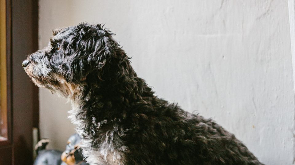 Pes manželů Stehlíkových nám dělal během natáčení společnost | foto: Jana Volková Pes manželů Stehlíkových nám dělal během natáčení společnost