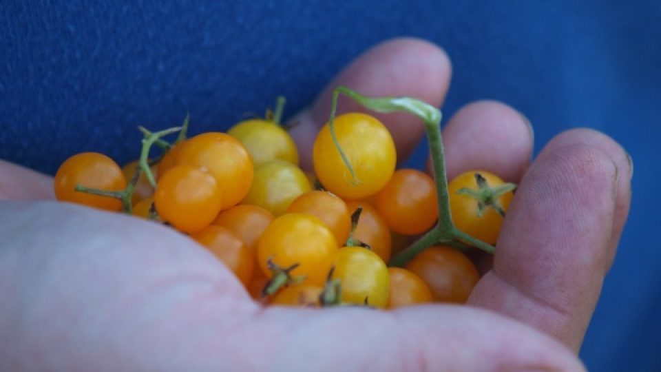 Původní drobounké žluté plody rostoucí planě v Jižní Americe. Jedna rostlina prý může za sezónu vytvořit až šest tisíc těchto plodů.