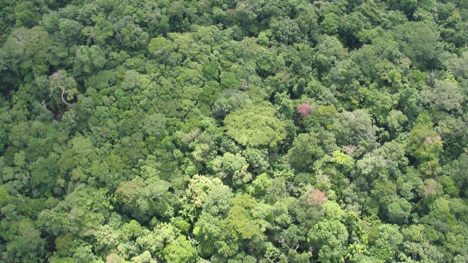 Panamský prales