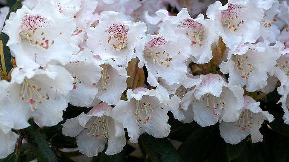Pěnišník – rododendron – azalka