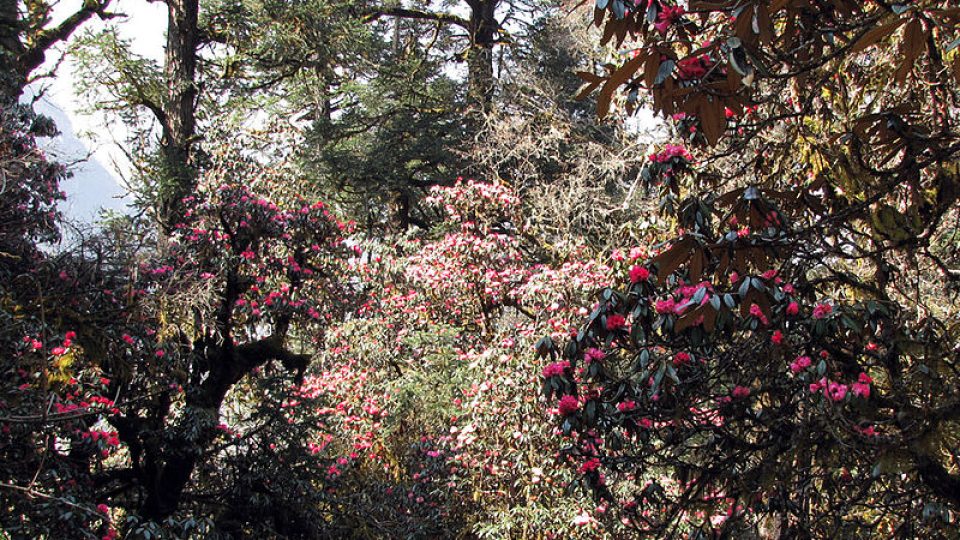 Rododendronový les v Nepálu