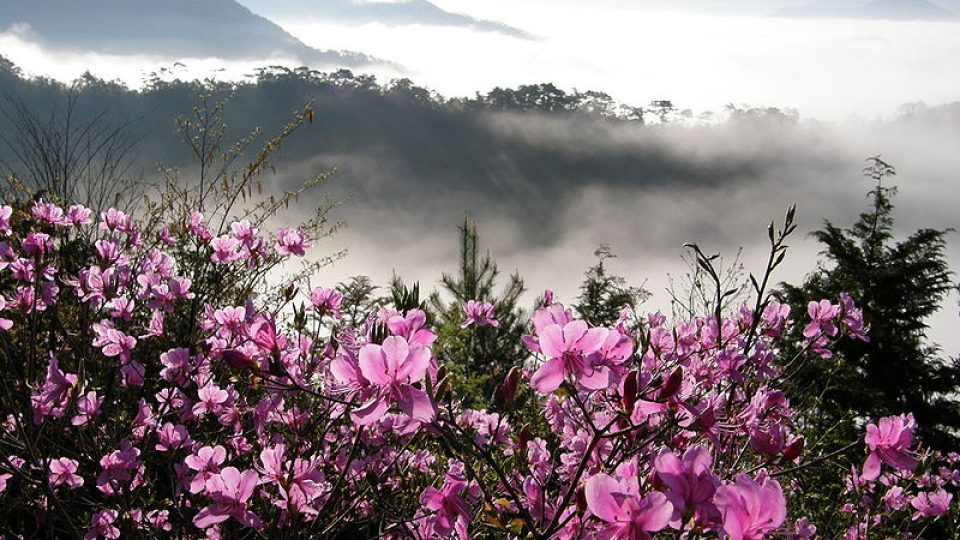 Rododendronům se velmi daří hlavně v Asii