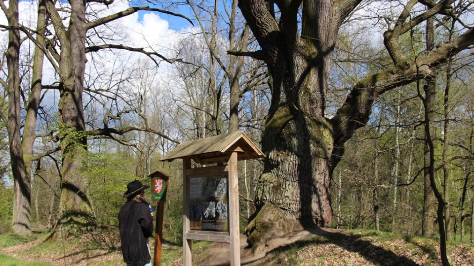 Čertův dub, nazývaný také Krčínův, stojí na hrázi bývalého rybníka Hrádečku. Podle pověsti zde skončilo prokletí Jakuba Krčína