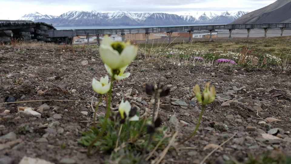 I mák roste na Svalbardu, je ale vysoký jako ukazováček a má světle žlutou barvu