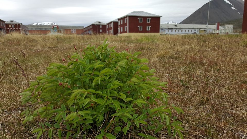Krvavec toten, zavlečená rostlina na Svalbard z Ruska. Přivezli ji lidé v minulém století, kdy zakládali hornická městečka a na lodích vozili hlínu, aby tu mohli mít trávník