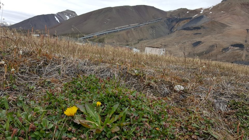 Na Svalbardu můžete potkat i pampelišku, příbuzný druh české pampelišky. Na Svalbardu je žlutá a světle žlutá až do bíla