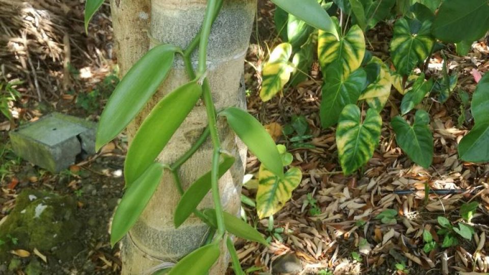 Vanilka je nejvěští orchidej na světě, jedná se o liánu, která může dorůst až přes dvacet metrů