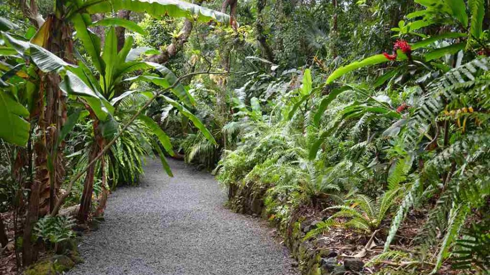 Exotická vegetace v plné síle na ostrově Reunion v Indickém oceánu