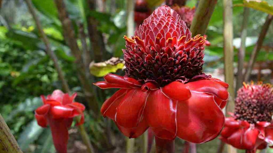 Rajská zahrada na ostrově Reunion - Etlingera elatior