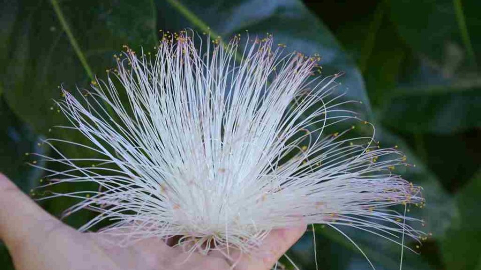 Rajská zahrada na ostrově Reunion - květ Barringtonia asiatice v ruce