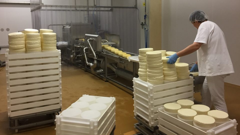 Výroba sýrů v mlékárenském podniku Madeta v areálu v Plané nad Lužnicí