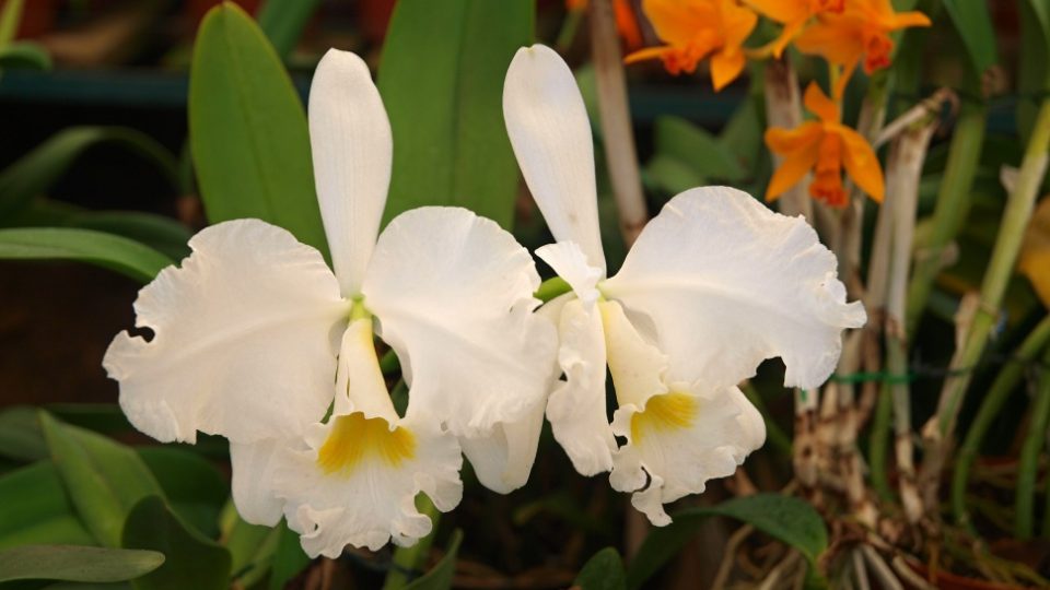 Orchidej rodu Cattleya