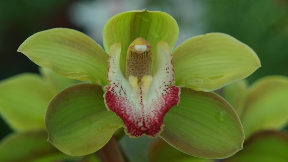 Orchidej rodu Cymbidium