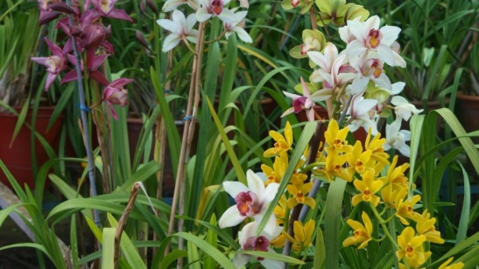 Orchidej rodu Cymbidium