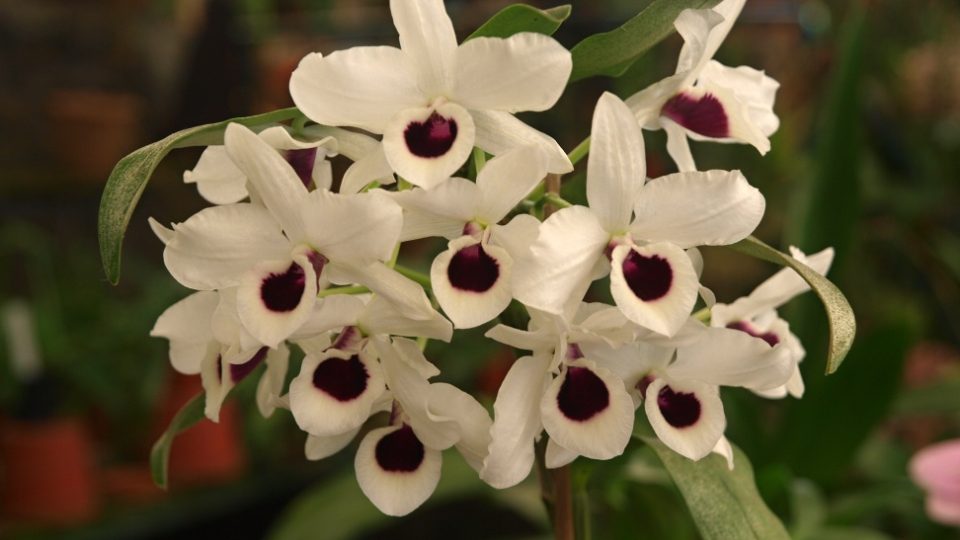 Orchidej rodu Dendrobium