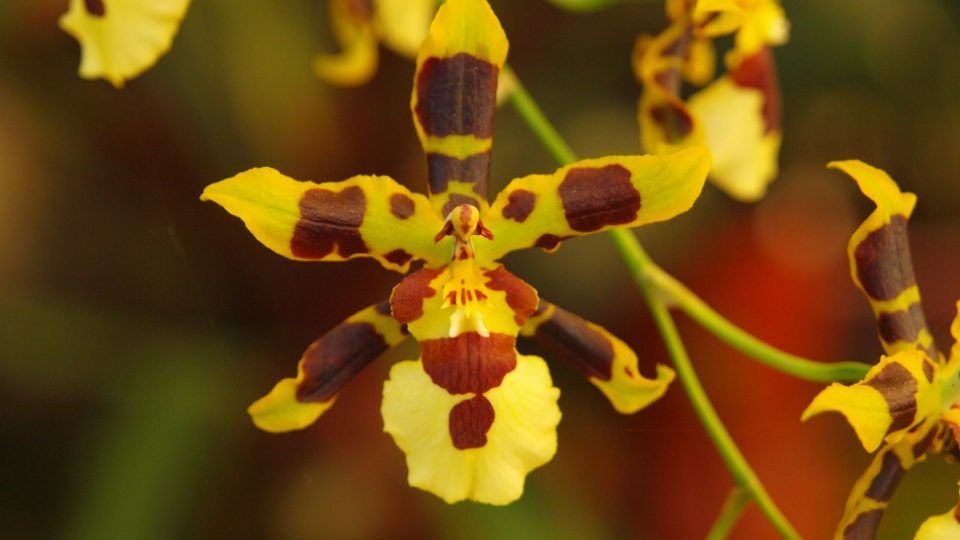 Orchidej rodu Oncidium