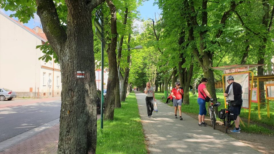 Stará kaštanová alej vede v Českých Velenicích od vlakového nádraží do centra města