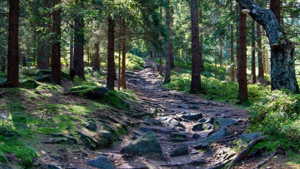 Cesta na Popovu skálu z Dolního sedla | foto: Jaroslav Hoření, Český rozhlas Cesta na Popovu skálu z Dolního sedla
