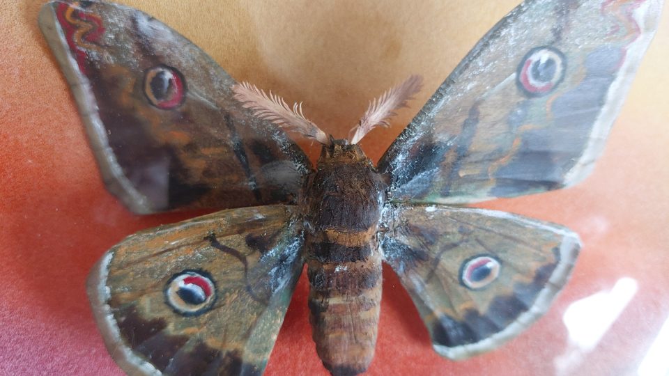 Motýli vyřezaní ze dřeva jsou až neskutečně reální