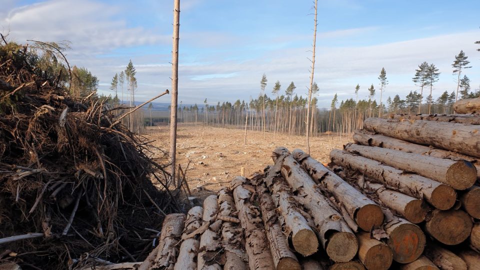 Na Dačicku bude nutné obnovit tisíc hektarů lesa. Na to bude potřeba kolem šesti milionů sazenic stromků