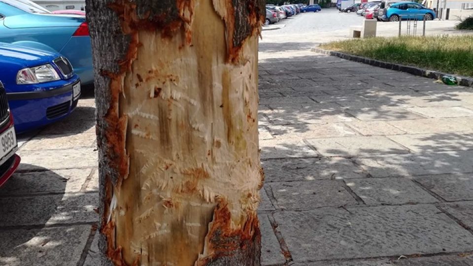 V Písku řádí vandalové, kteří ničí zdravé stromy