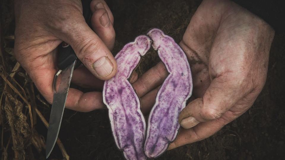Pavel Chlouba se vydává do Peru a Bolívie pátrat po historii brambor. Co ho tam čeká?