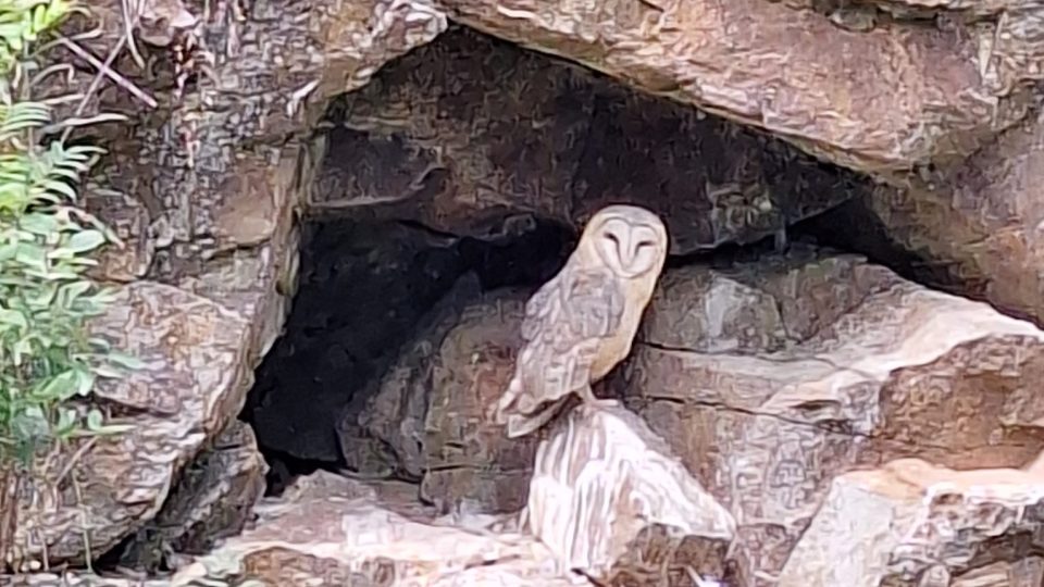 Soví voliéry v Borových Ladech na Šumavě