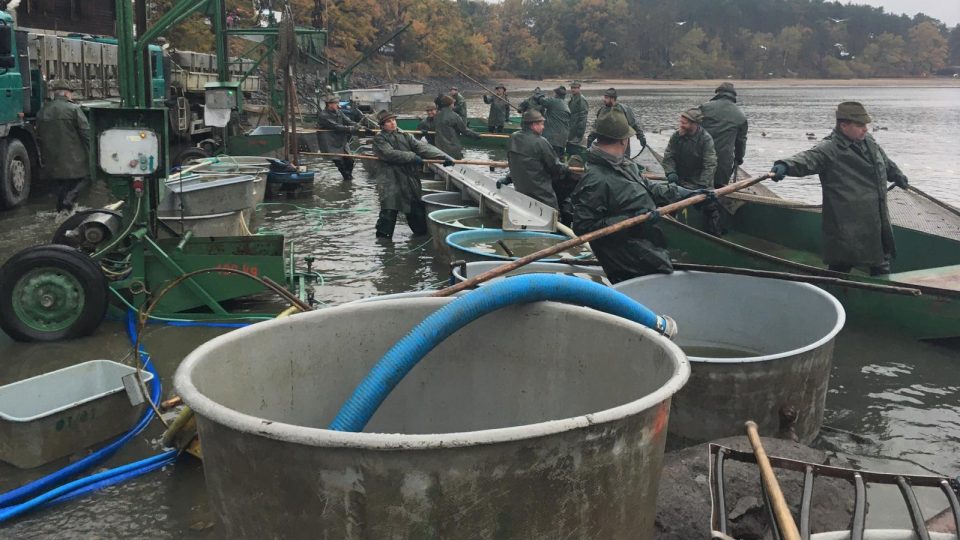 Rybáři loví rybník Bezdrev u Hluboké nad Vltavou