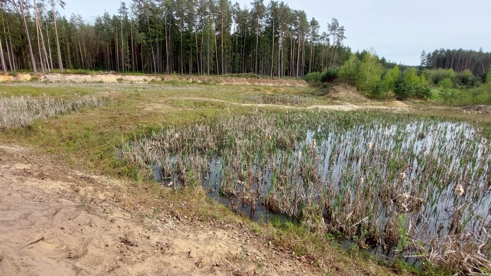 Tůně a mokřady v bývalé pískovně u Plané nad Lužnicí na Táborsku