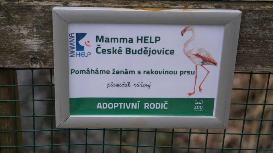 Do Zoo Hluboká dorazily zástupkyně českobudějovického Mamma Help centra, aby tu adoptovaly růžového plameňáka