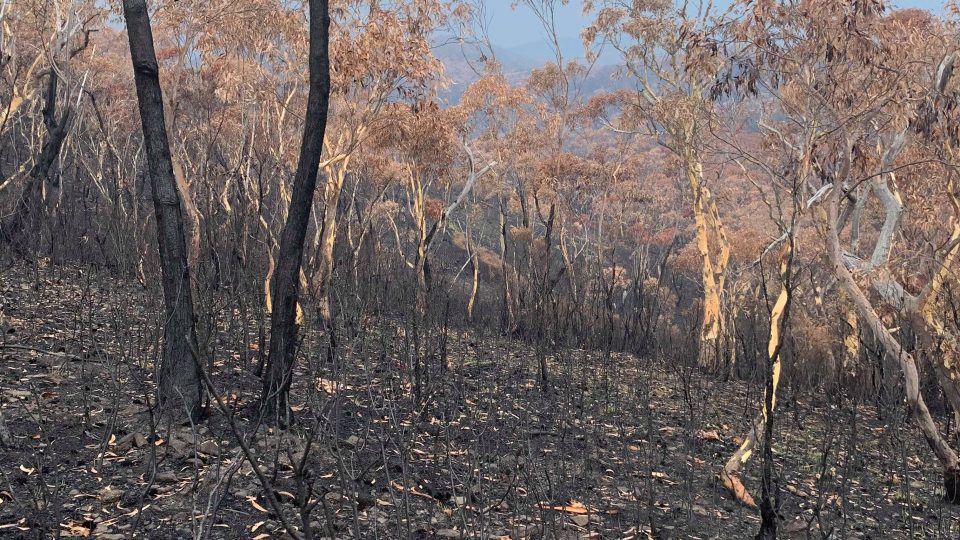 Krajina po požáru, jak ji zachytila Zuzana Zubková, která žije v australských Blue Mountains