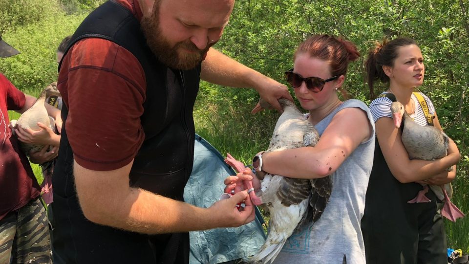 Ornitologové a dobrovolníci odchytávali divoké husy u rybníka Borek, poté je kroužkovali, měřili a nasazovali jim speciální límce