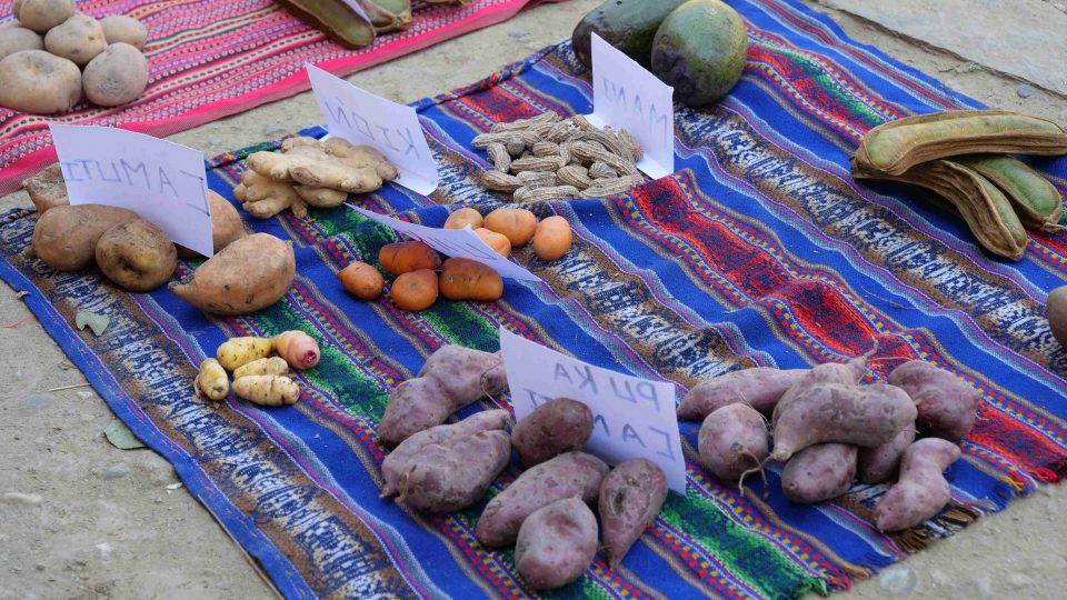 Pavel Chlouba navštívil malou vesnickou školu v Peru. Děti mu tu vyprávěly o bramborách a dalších plodinách, které pěstují jejich rodiny