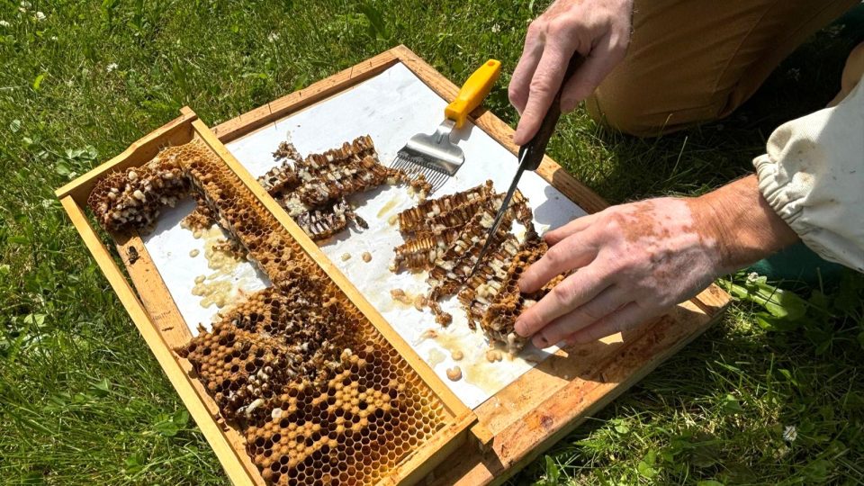 Včelař Petr Texl kontroluje včelstvo