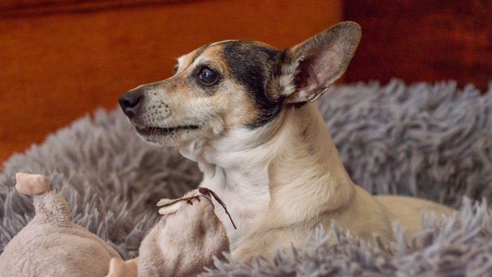 Dceři občas hlídají pejska | foto: Jana Volková Dceři občas hlídají pejska