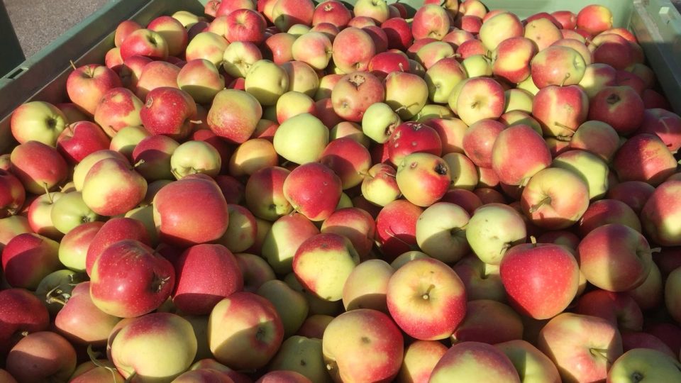 Největší jihočeský pěstitel ovoce, Zemcheba Chelčice, sklízí jablka. Úroda je bohatá, ale většinu plodů poškodily kroupy