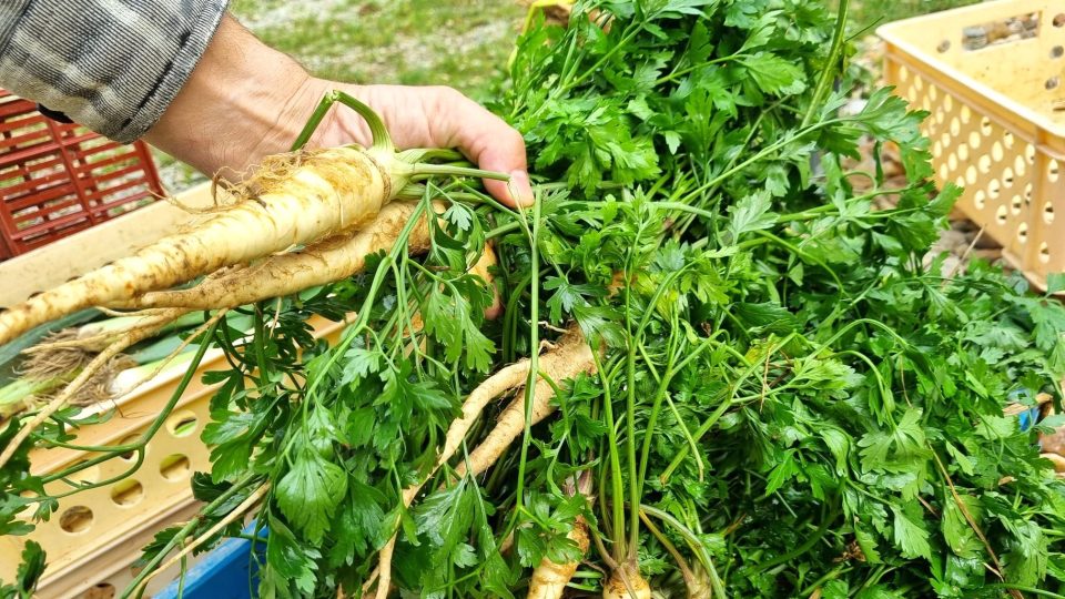 Zelenina z Doňova letos nejspíš přijde vniveč, kvůli uzavírce se na farmu nedostanou zákazníci