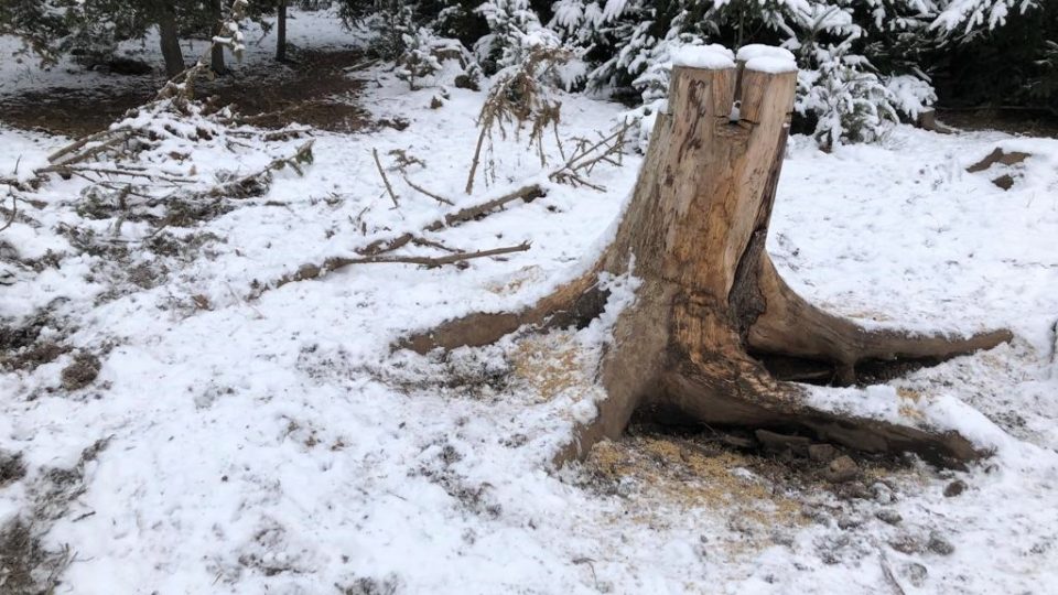 Lesníci z Krajského školního hospodářství chodí v zimě pravidelně přikrmovat zvěř